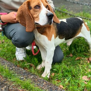 ビーグル男の子の家族募集【全国から応募可】