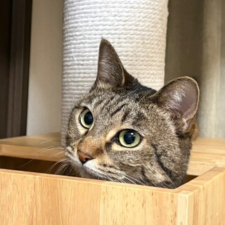 4/19高田馬場★ふーちゃん★怖がりだけど甘えん坊