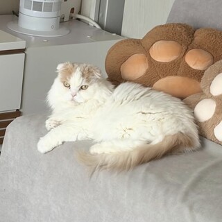 人が好きな折れ耳スコティッシュの女の子（シニア）