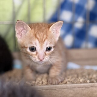 生後４週齢、茶トラ仔猫