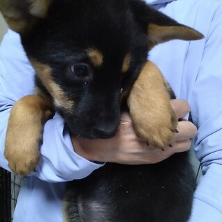 19日の譲渡会に参加します。　オランジェットちゃん