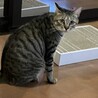 ドクアパッチ