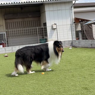 ラフコリー男の子　3才