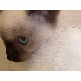 シャム風の甘えん坊の女の子です