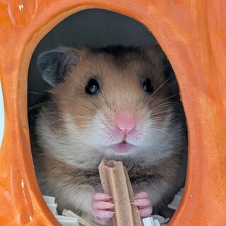 手乗OK生後1ヶ月ゴールデンハムスター♀