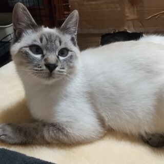 シャムMIX × 岡山県が募集対象」保護猫の里親募集情報 :: ペットの
