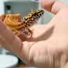 そんう