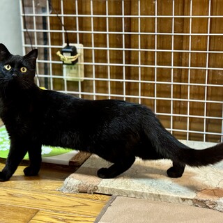 スリゴロ初心者向き・美猫黒猫ビビ