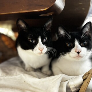 仲良しタキシード兄妹子猫