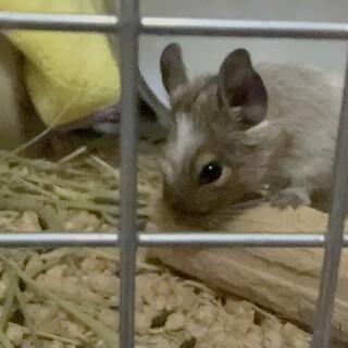 デグー オス 三ヶ月