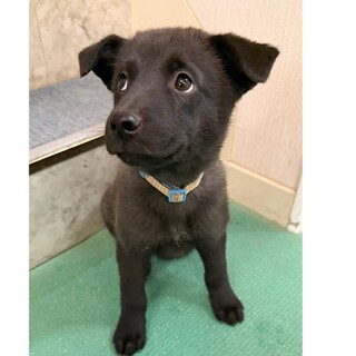 「生後2ヶ月オス」とっても可愛いハリー