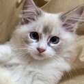 ✨とっても甘えん坊です✨募集内容熟読ください