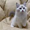✨とっても甘えん坊です✨募集内容熟読ください サムネイル2