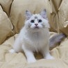 ✨とっても甘えん坊です✨募集内容熟読ください サムネイル3