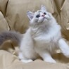 ✨とっても甘えん坊です✨募集内容熟読ください サムネイル4