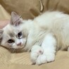 ✨とっても甘えん坊です✨募集内容熟読ください サムネイル6