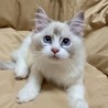 ✨とっても甘えん坊です✨募集内容熟読ください サムネイル7
