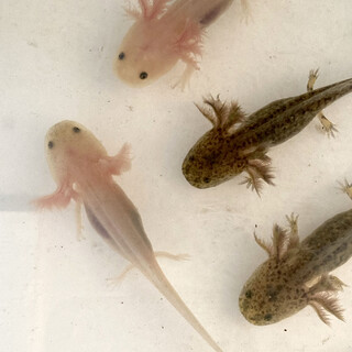 ウーパールーパーの子供、里親募集