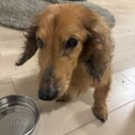人懐っこいダックスフンド