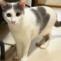 グレーのハチワレのイケメン