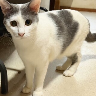 グレーのハチワレのイケメン