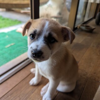 里親募集 雌 ミックス 2ヶ月