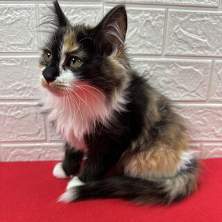 3�o�������Ɋ��������n��I���ъÂ���V��n�j�[