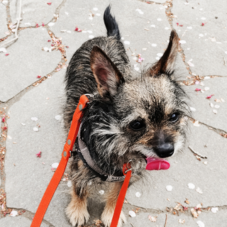 シュナウザーとチワワMIX