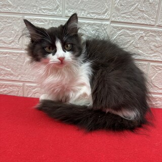 3�o�������Ɋ��������n��I���эD���K����j�[�i