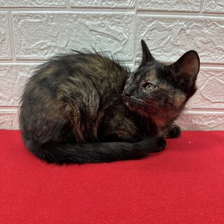 3�o�������Ɋ��������n��I�Y��ȃT�r�􃊃b�`