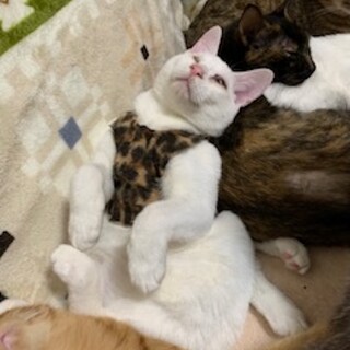 ハンデ無し！片目の人懐こい白猫JJ