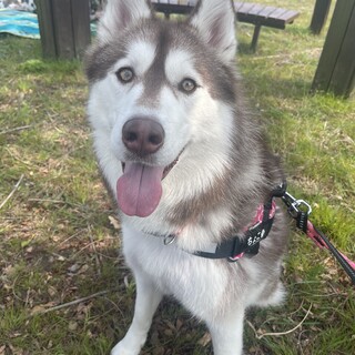 大切にしてくださる里親様を探しています