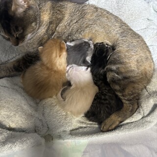 保護猫から出産した子猫募集です。垂れ耳かな？