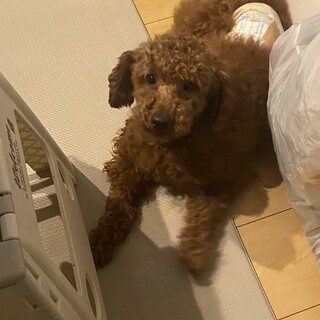 ニッキー♂ 1歳