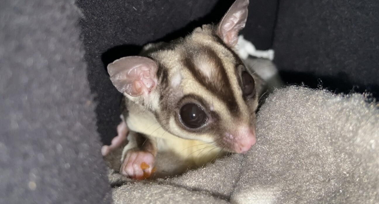 フクロモモンガ　小動物　オーダーページ フクロモモンガのオスのチ」東京都 - 小動物の里親募集(538847