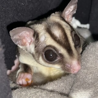 フクロモモンガのオスのチューイです。