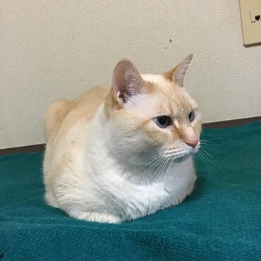 桃ちゃん、一緒に集団予防接種いってみようよ。注射してくれるかなぁ？！？！
