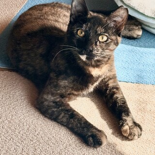 元ガチ野良ロウちゃん