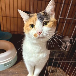 人が大好きな甘えん坊のポポちゃん