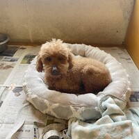 【シュラ】マイペースな男の子☆