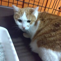 【きんたろう】怖がりな男の子☆