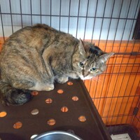 【ももたろう】怖がりな女の子☆