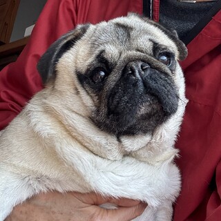 小ぶりでおとなしい　パグの女の子