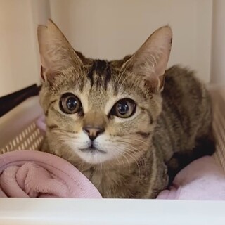 人見知りで甘えん坊なキジトラ夢君