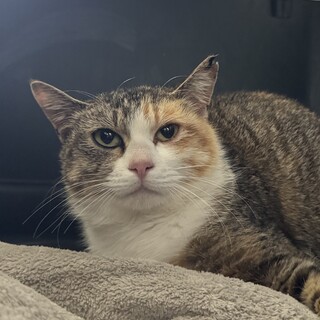 【推定1歳】美人な三毛猫さん