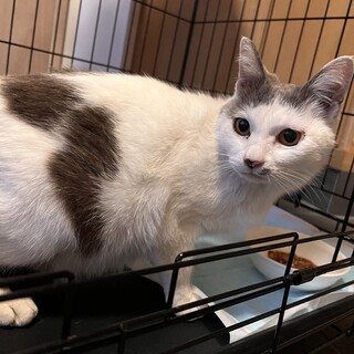 白とグレーの女の子(リターン予定)