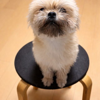 シーズーMIXの保護犬里親募集情報 :: ペットのおうち【里親決定30万頭！】