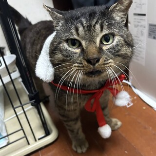 〝グリリ君〟です♩