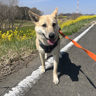 食いしん坊よっち♪