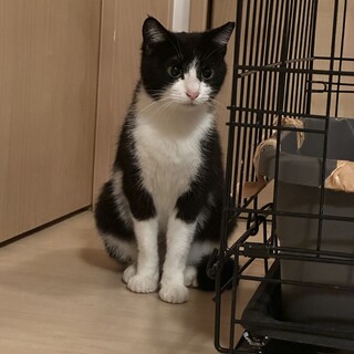 前足ハイソックスの白黒女の子(リターン予定)